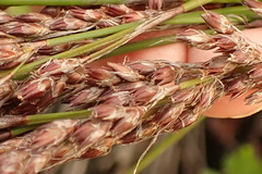 Rhodocoma fruticosa