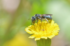 Euceratina