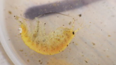 Gammarus fasciatus