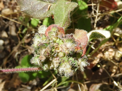 Lonicerae russoi
