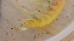Gammarus fasciatus