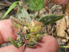 Lonicerae russoi