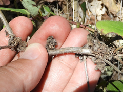 Lonicerae russoi
