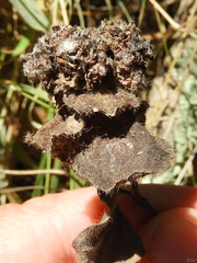 Lonicerae russoi