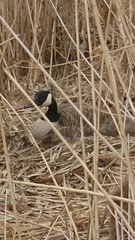 Branta canadensis
