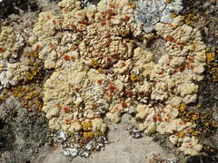 Gyalolechia bracteata