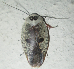 Gyna caffrorum