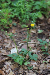 Ranunculus tuberosus