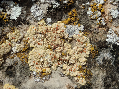 Gyalolechia bracteata