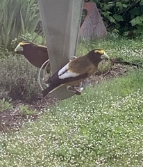 Coccothraustes