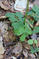 Ranunculus tuberosus