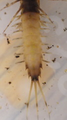 Siphlonuridae