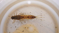 Siphlonuridae
