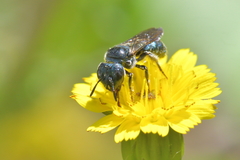 Euceratina