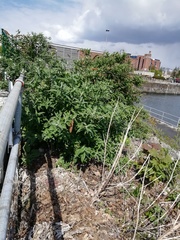 Buddleja davidii