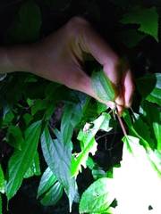 Dermatoxenus caesicollis