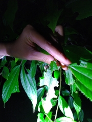 Dermatoxenus caesicollis