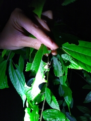 Dermatoxenus caesicollis