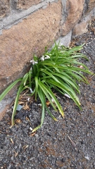 Hyacinthoides × massartiana