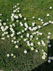 Bellis perennis