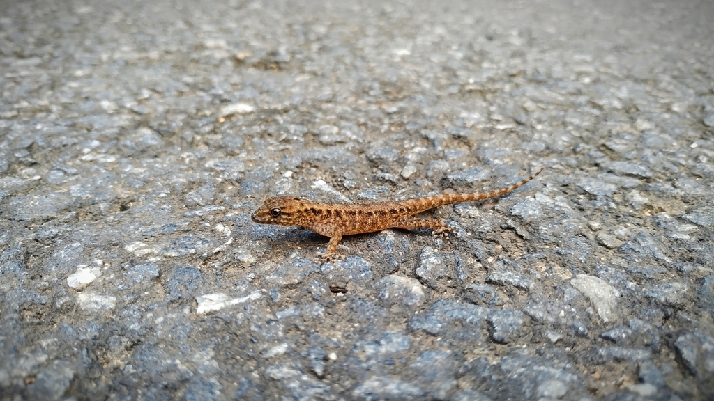 Kottiyoor Day Gecko