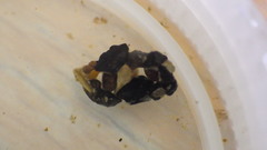 Glossosomatidae
