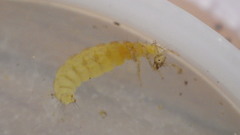 Glossosomatidae