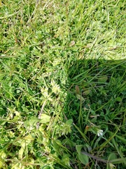 Cerastium glomeratum