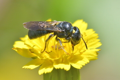 Euceratina