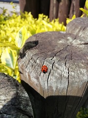 Coccinella septempunctata