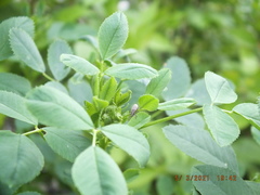 Sitona cylindricollis