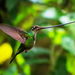 Sword-billed Hummingbird - Photo (c) David Torres, some rights reserved (CC BY-NC), uploaded by David Torres