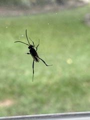 Evania appendigaster