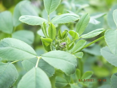 Sitona cylindricollis