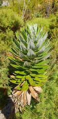 Senecio speciosissimus