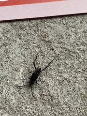 Evania appendigaster