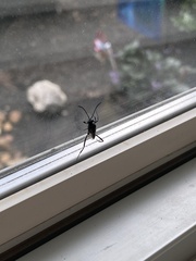 Evania appendigaster