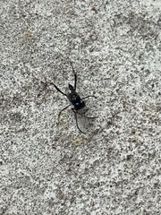 Evania appendigaster