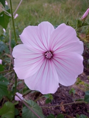 Malva trimestris