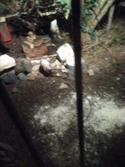 Didelphis virginiana