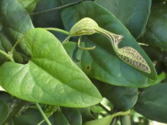 Aristolochia papillaris