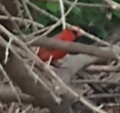 Cardinalis cardinalis