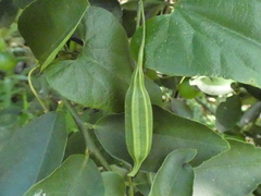 Aristolochia papillaris
