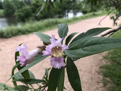 × chitalpa tashkentensis