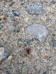 Liocranidae