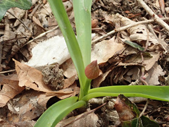 Allium decipiens quercetorum