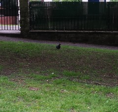 Columba livia domestica