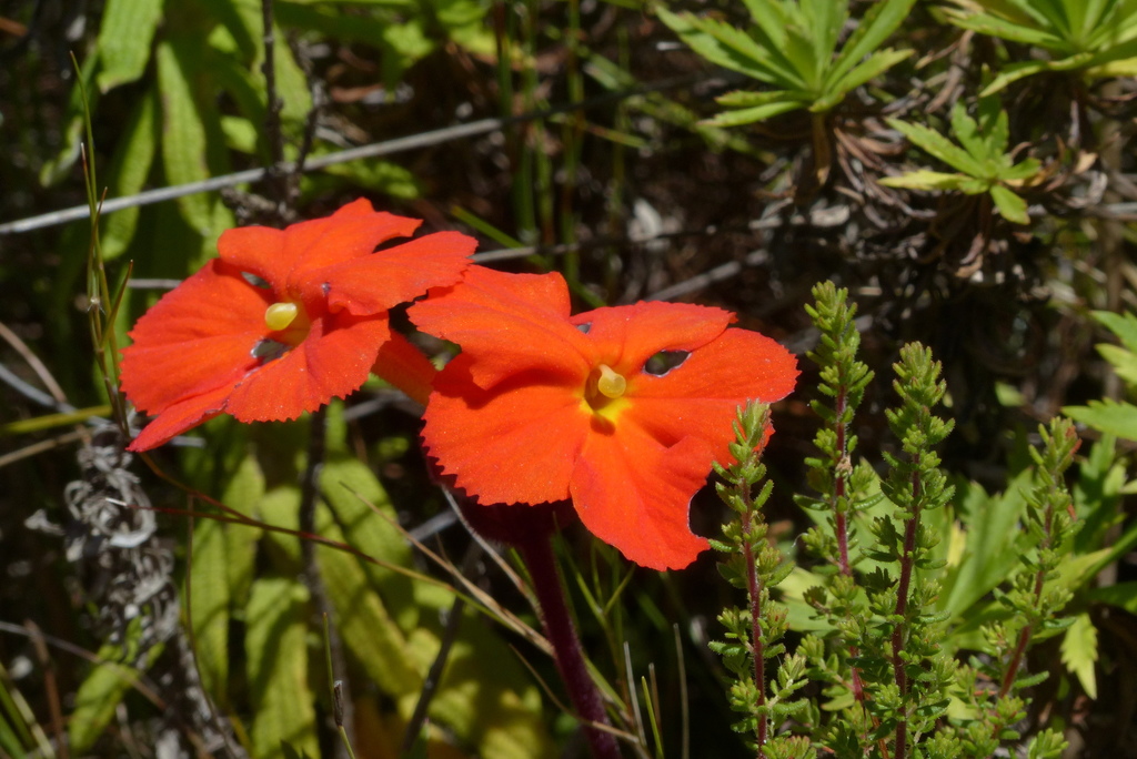 Red Inkflower