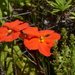 Red Inkflower - Photo (c) lennartn, some rights reserved (CC BY-NC), uploaded by lennartn