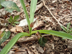 Allium decipiens quercetorum